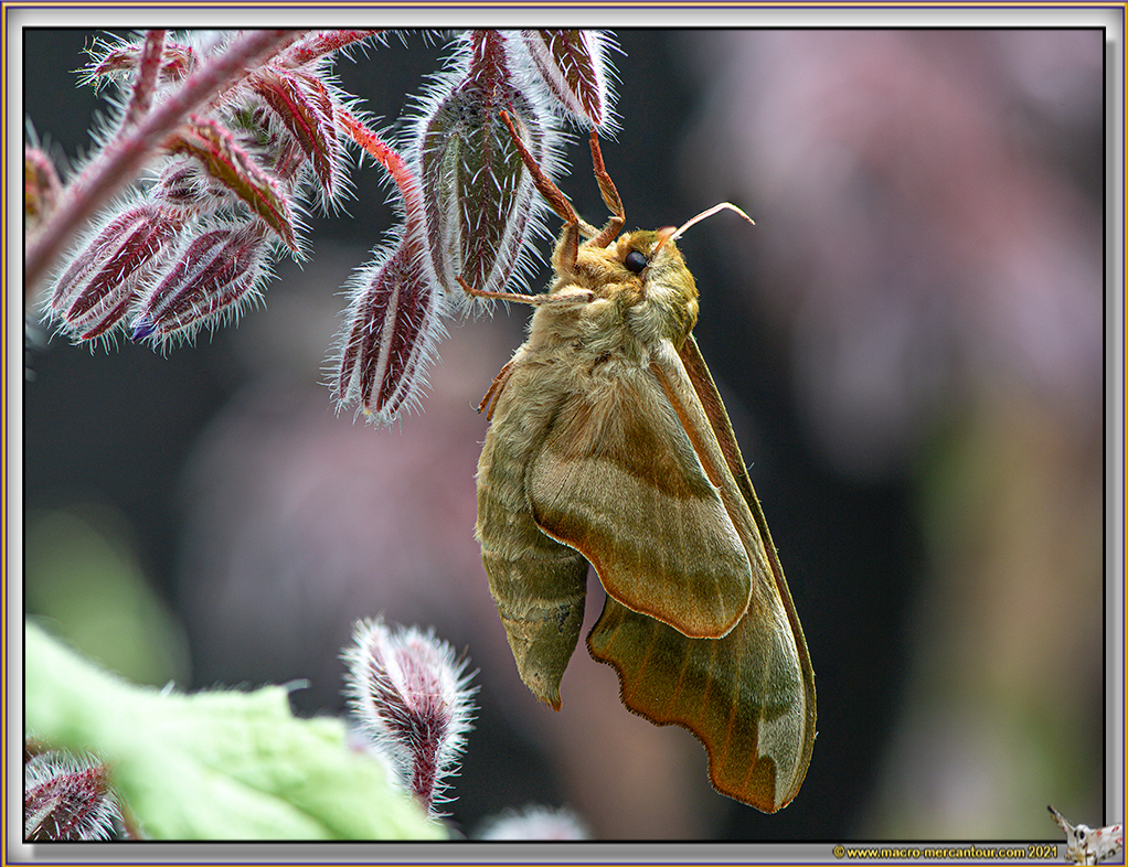 Sphinx du Tilleul 